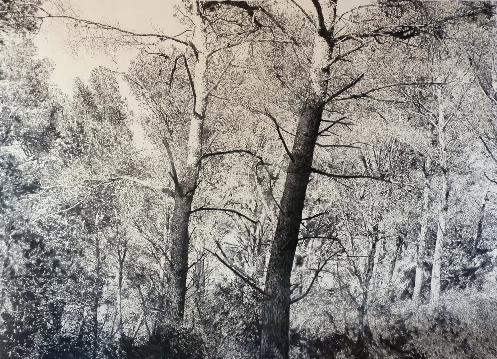 The Edge of Memory, 2026 — charcoal on paper, 312 × 430 cm