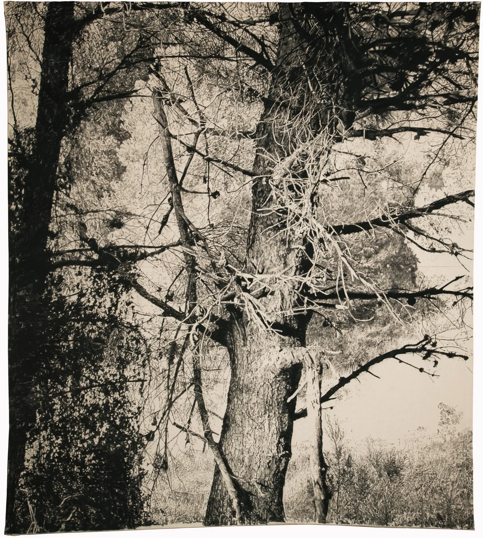 The Edge of Memory, 2026 — charcoal on paper