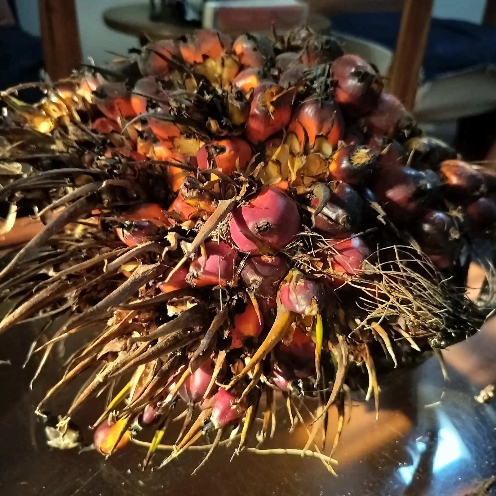 The Barge — a fresh bunch of oil palm fruit, palma africana