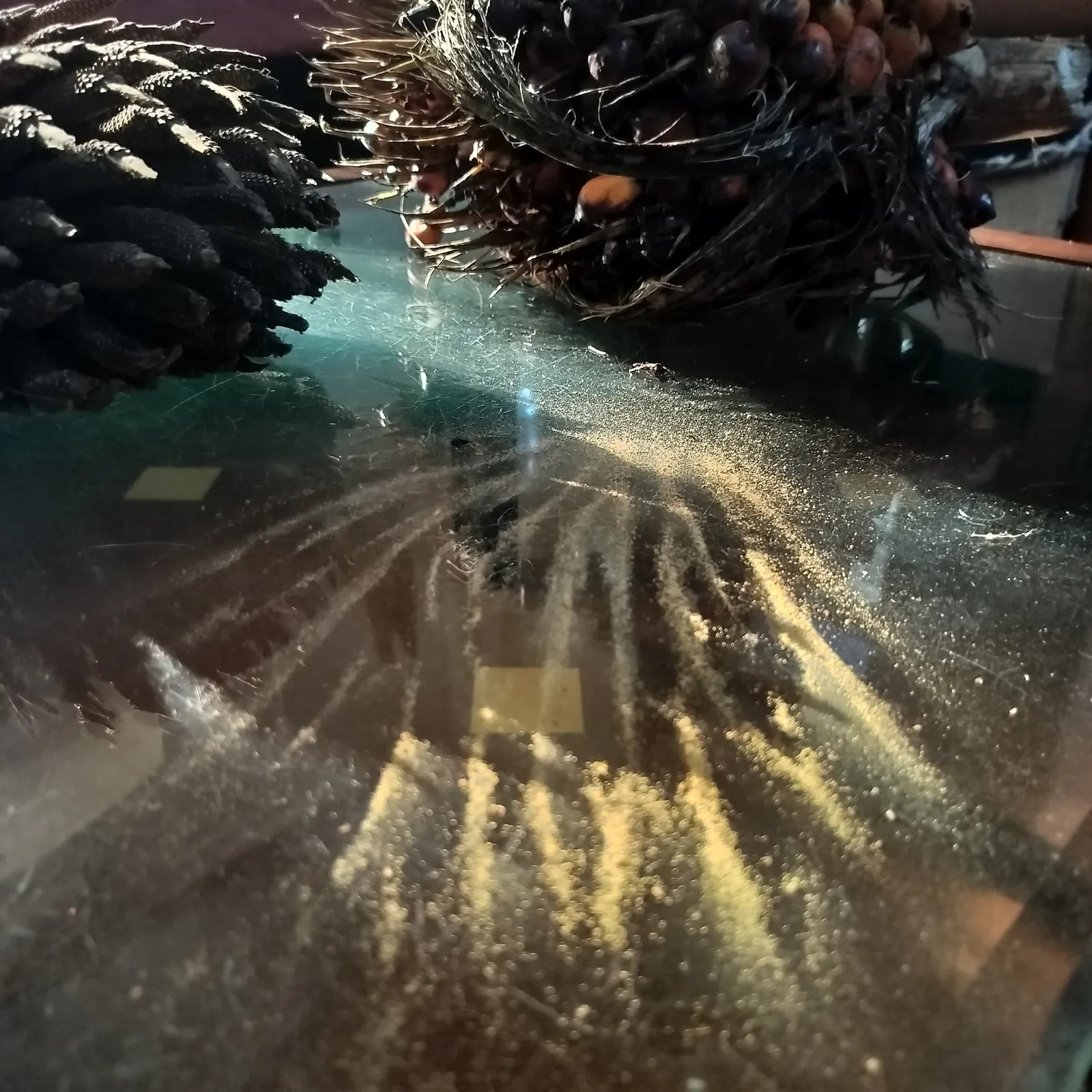 The Barge — oil palm fronds seen through water